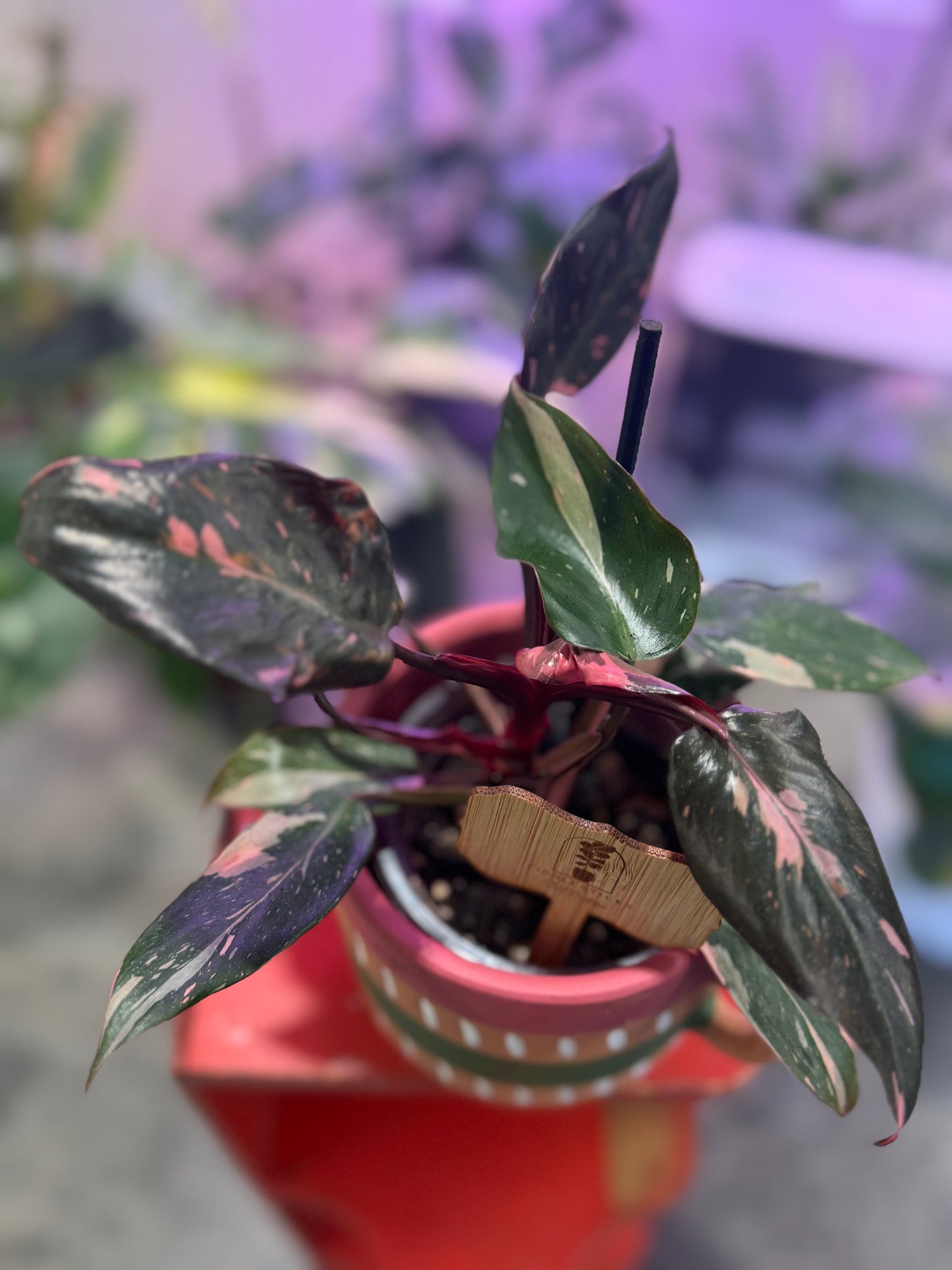 Philodendron Pink Princess