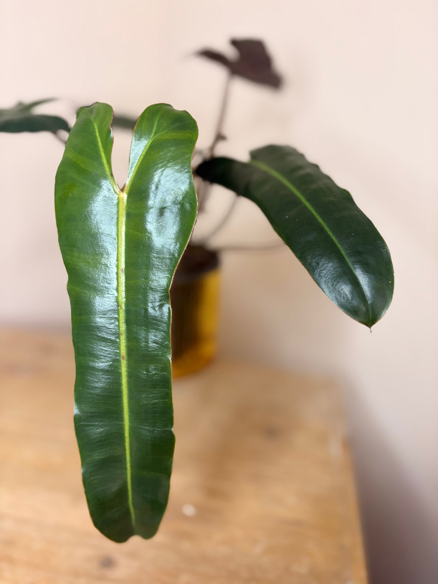 Philodendron Billie