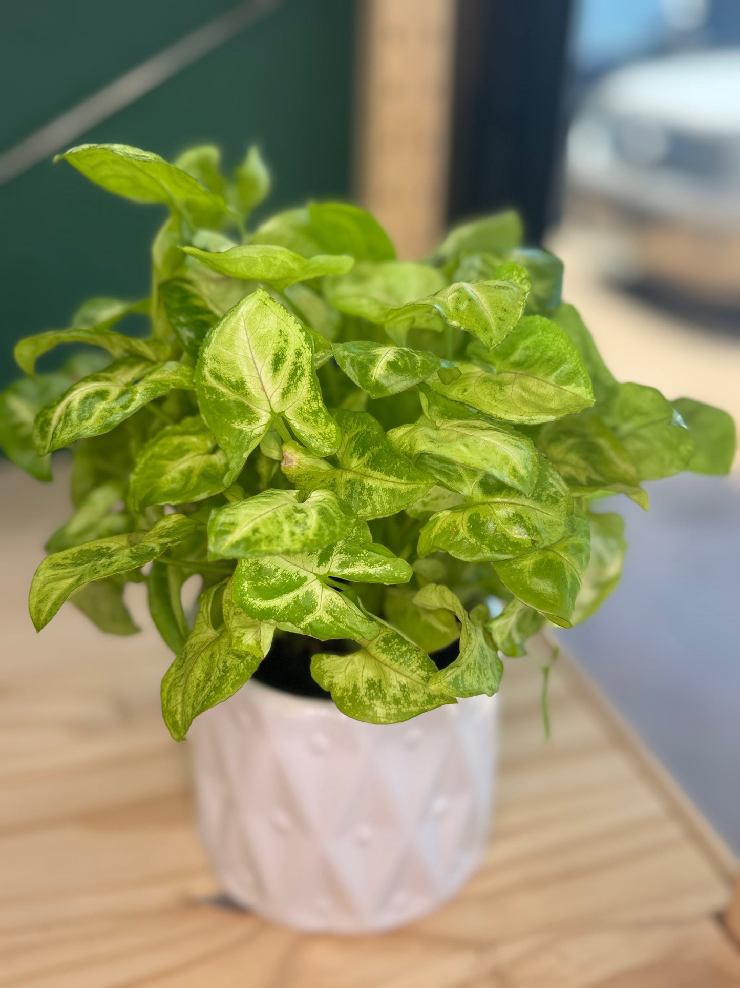 Syngonium Pixie