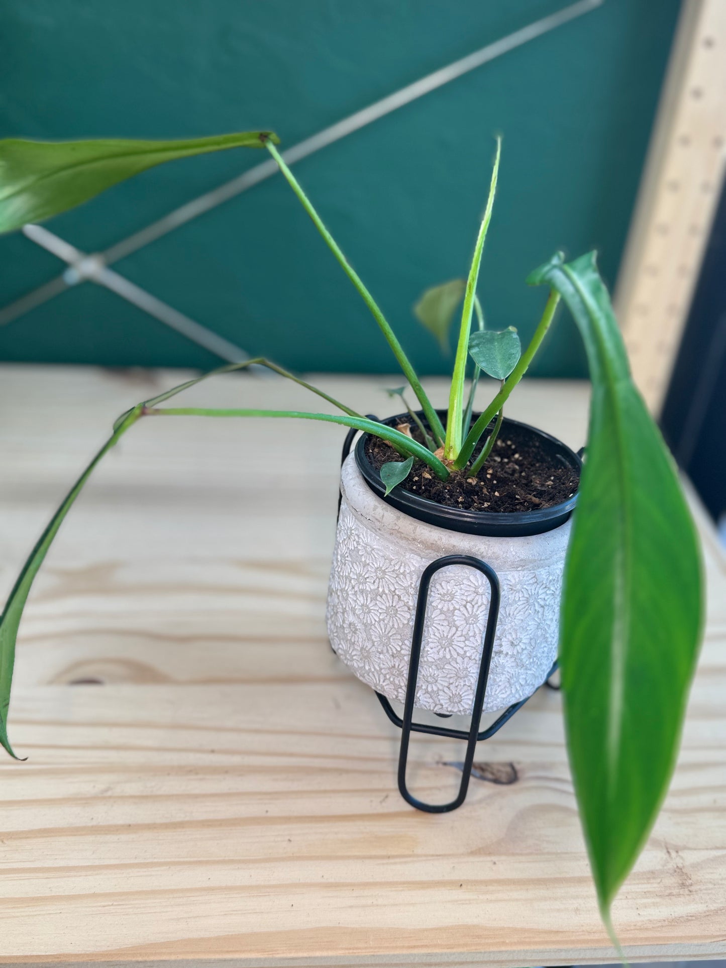 Philodendron Joepii