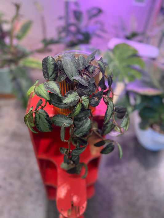 Trailing Watermelon Begonia