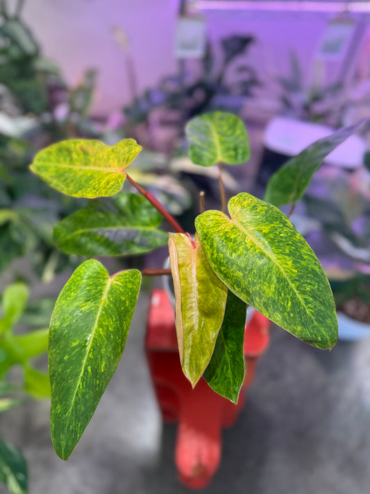 Philodendron Orange Marmalade