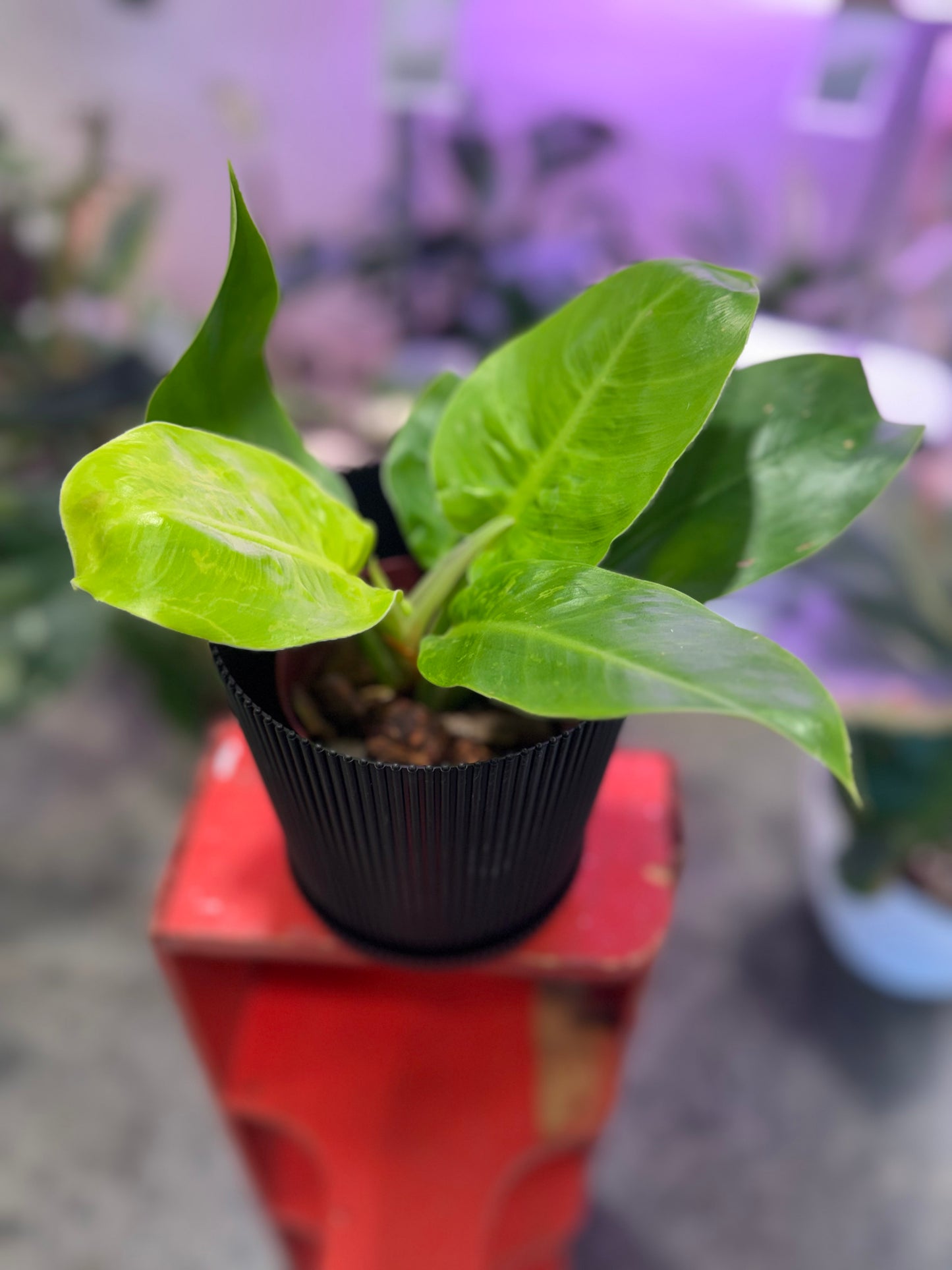 Philodendron Lemon Lime