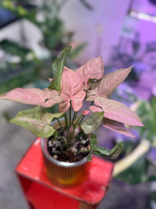 Syngonium Pink