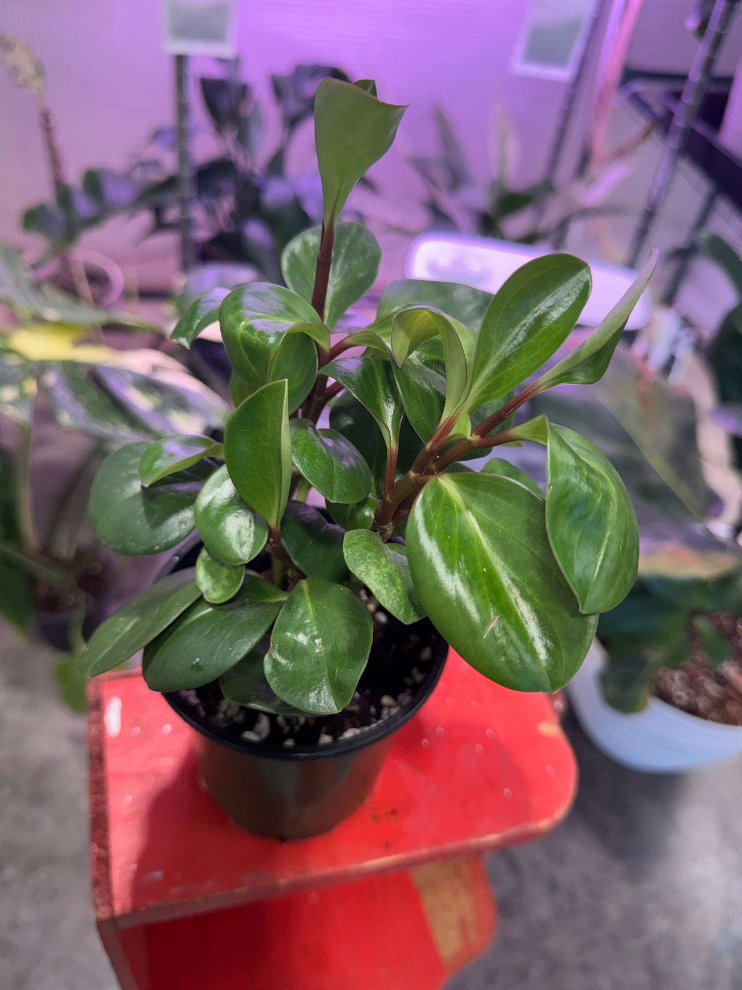 Pepperomia Green