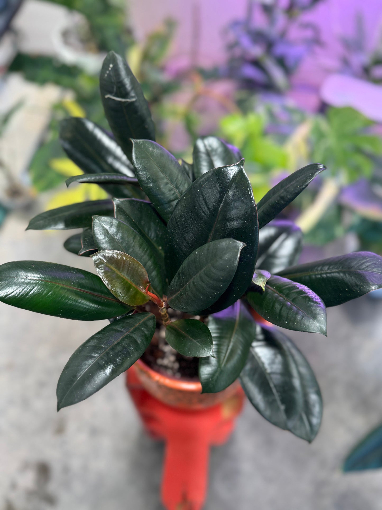Ficus Ruby