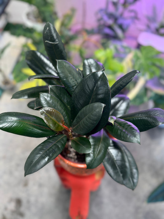 Ficus Ruby