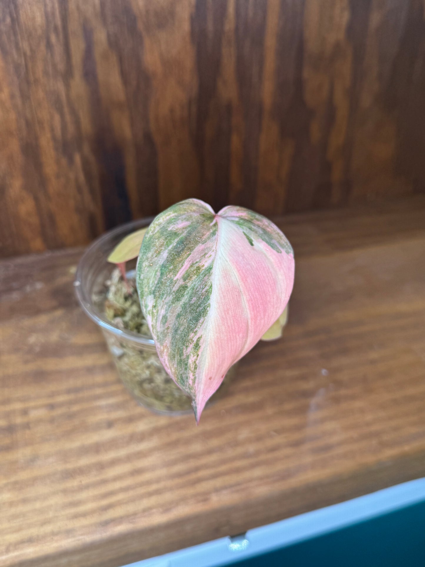 Philodendron Micans Pink Variegated/Ferrari Starters