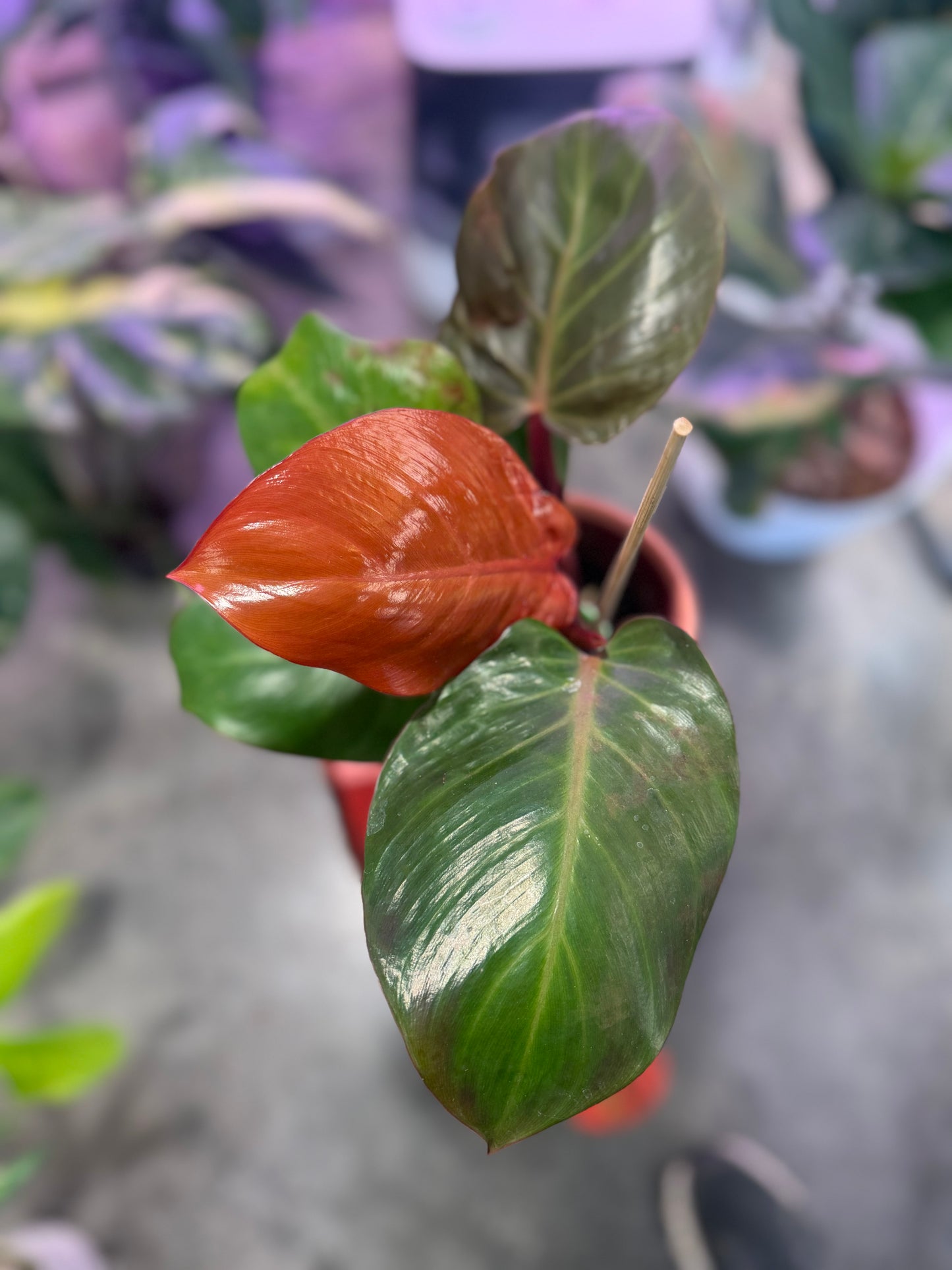 Philodendron Prince of Orange