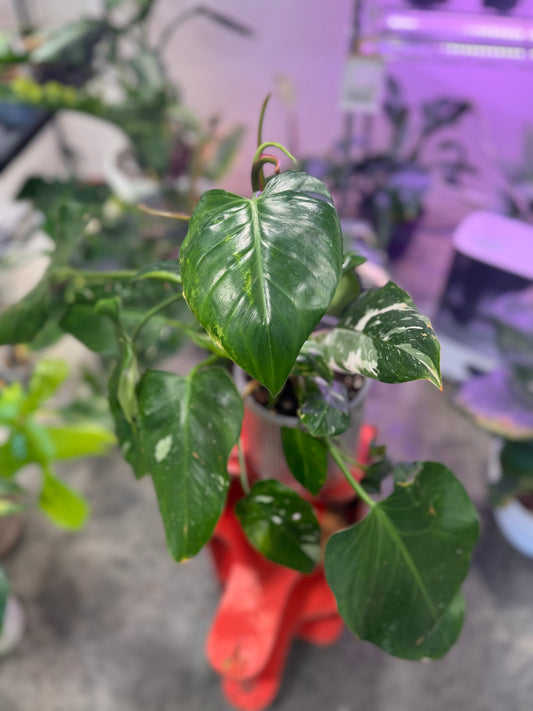 Philodendron White Princess