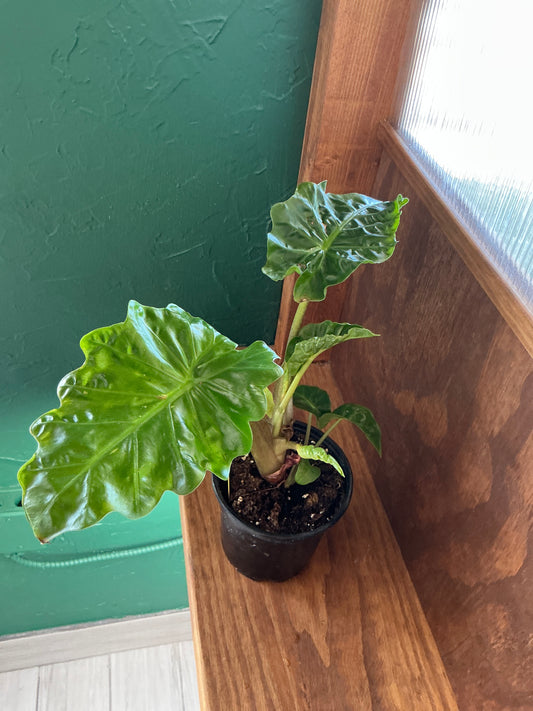 Alocasia Portora