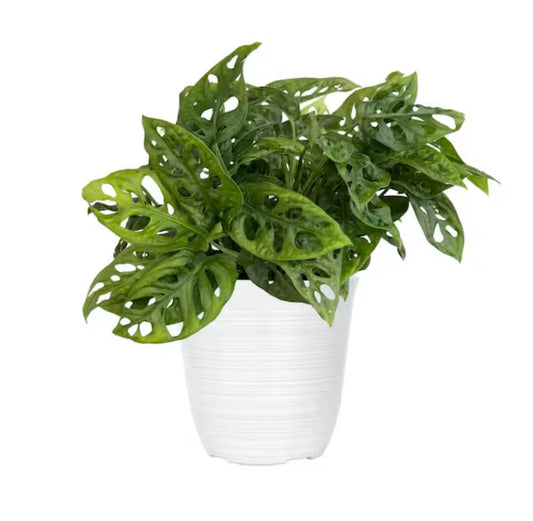 Monstera Swiss Cheese