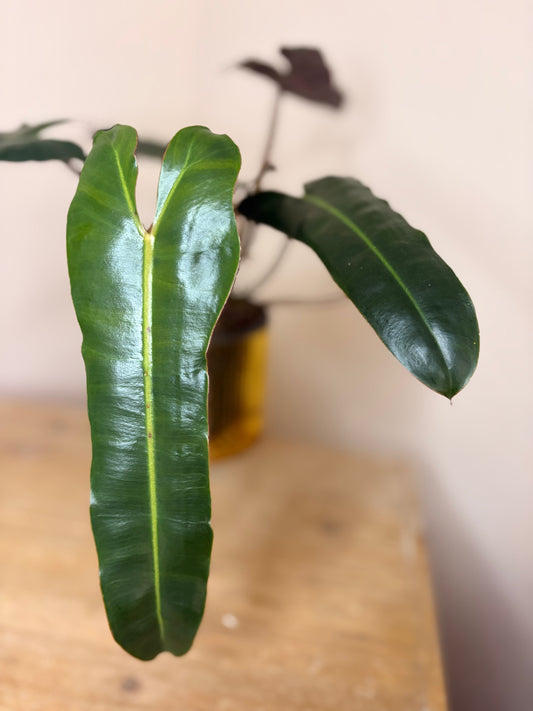 Philodendron Billie