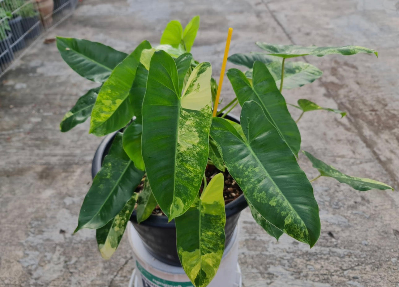 Philodendron Burle Marx Variegated