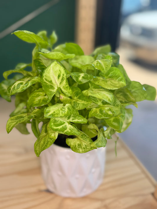 Syngonium Pixie