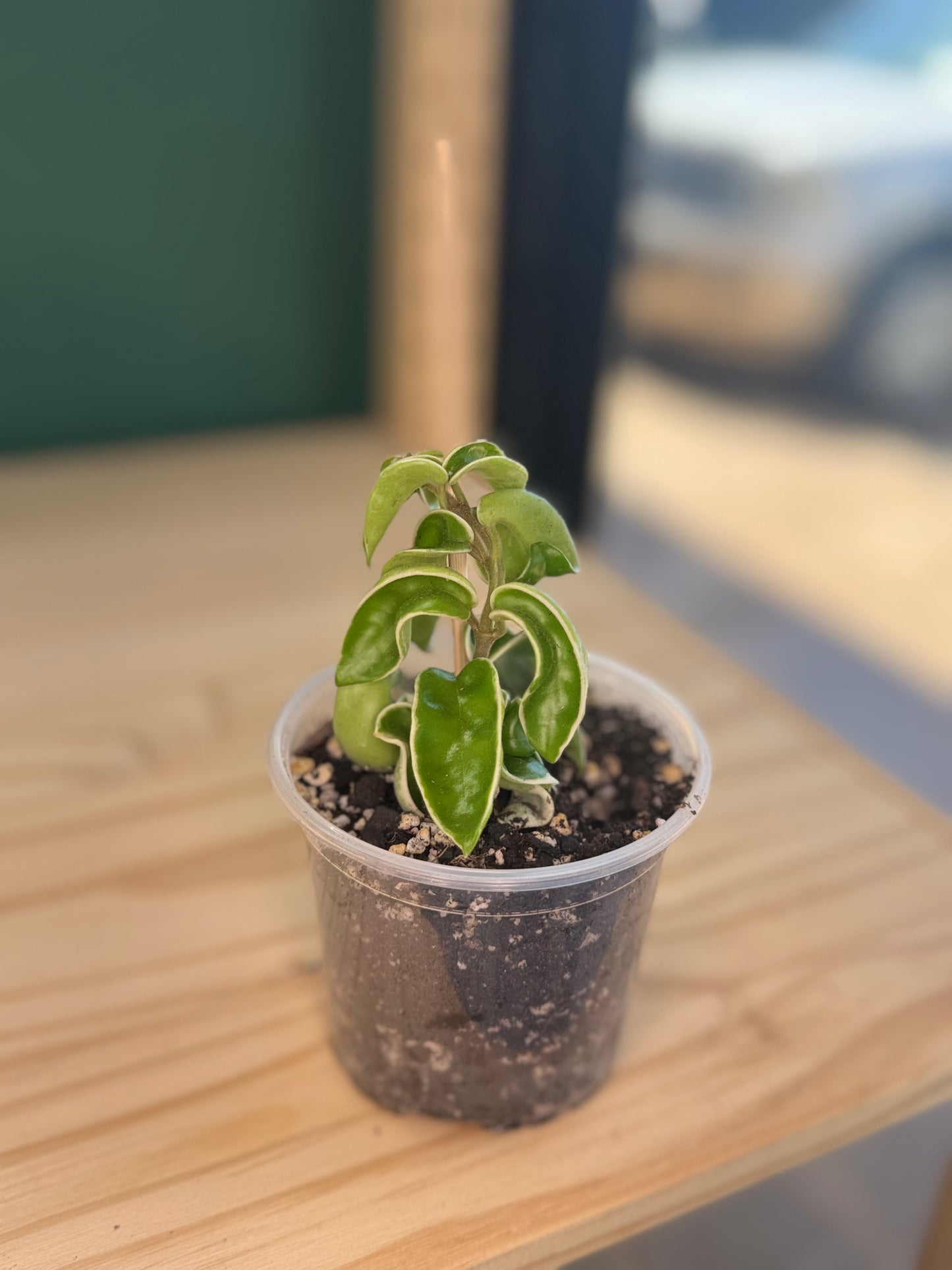 Hoya Compacta “Variegated Rope”