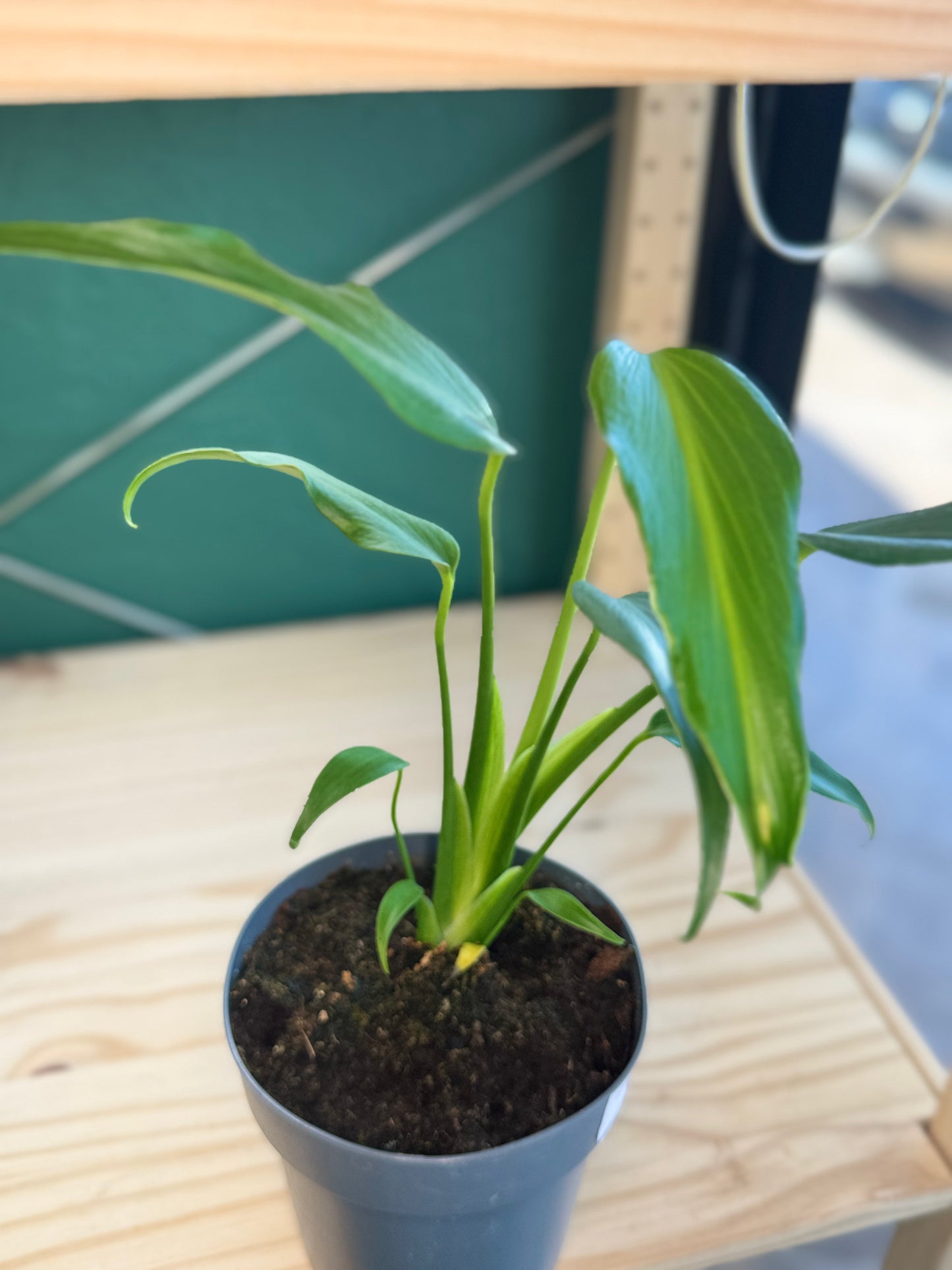 Philodendron Burle Marx Flame