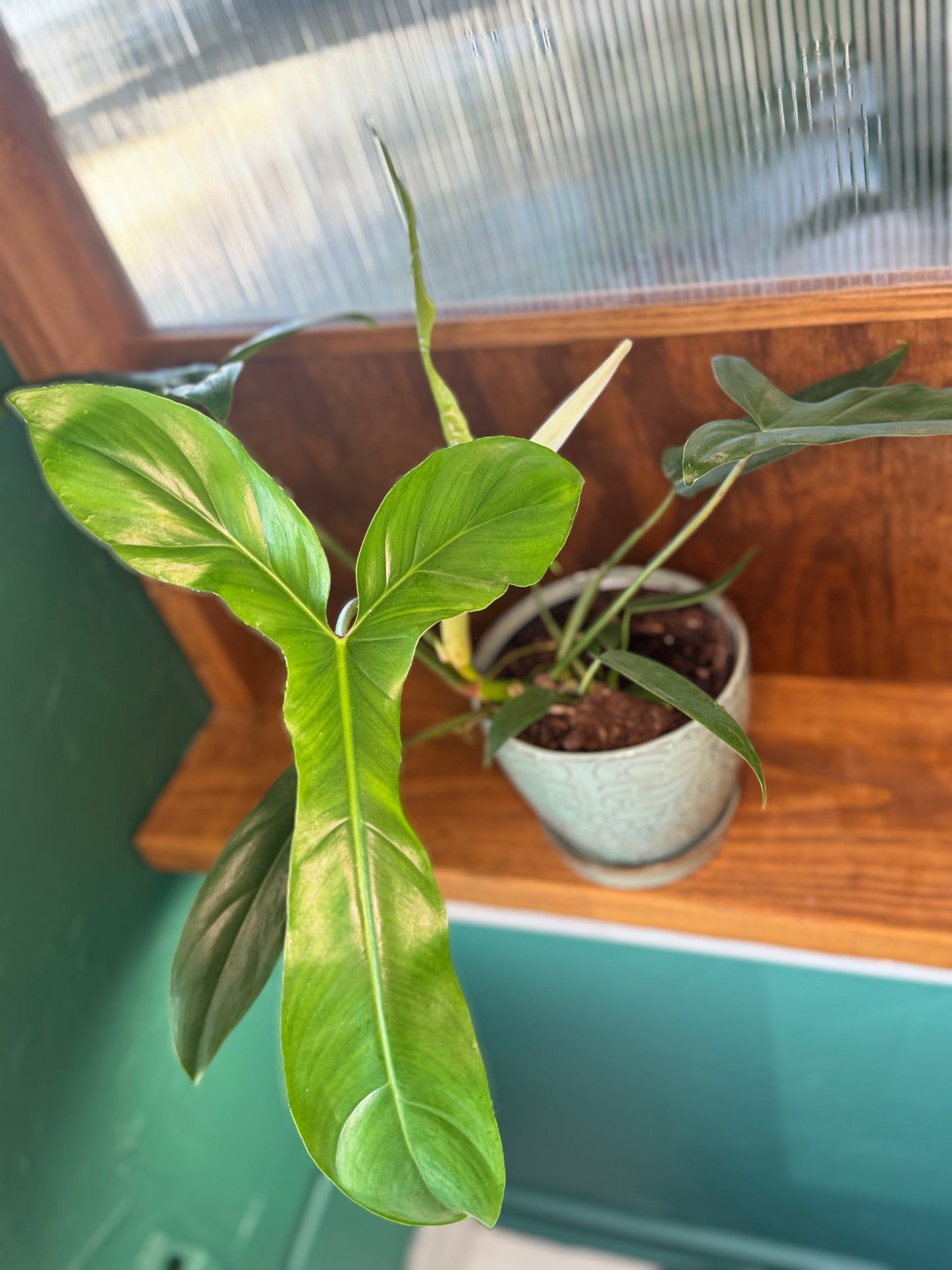 Philodendron Bette Waterbury