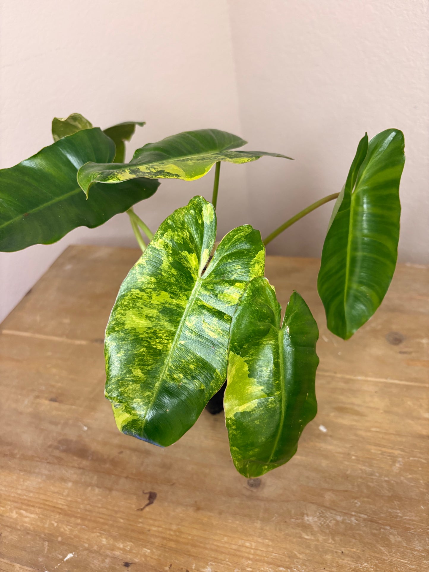 Philodendron Burle Marx Variegated