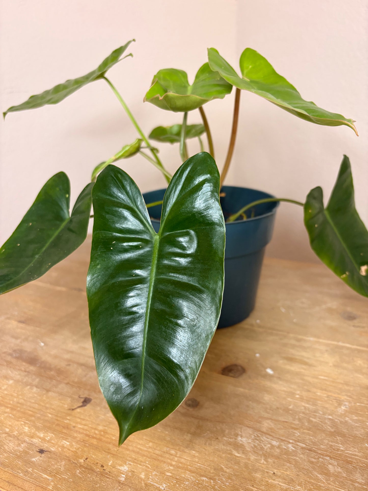 Philodendron Burle Marx