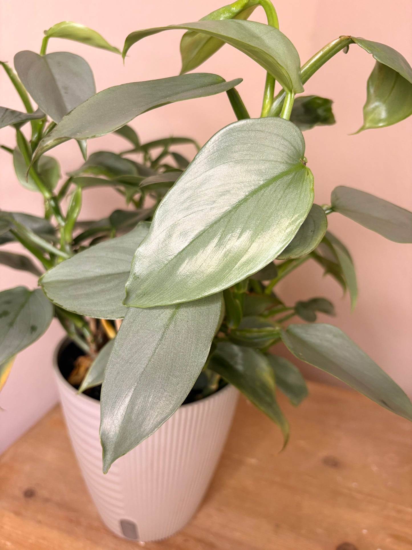 Philodendron Silver Sword
